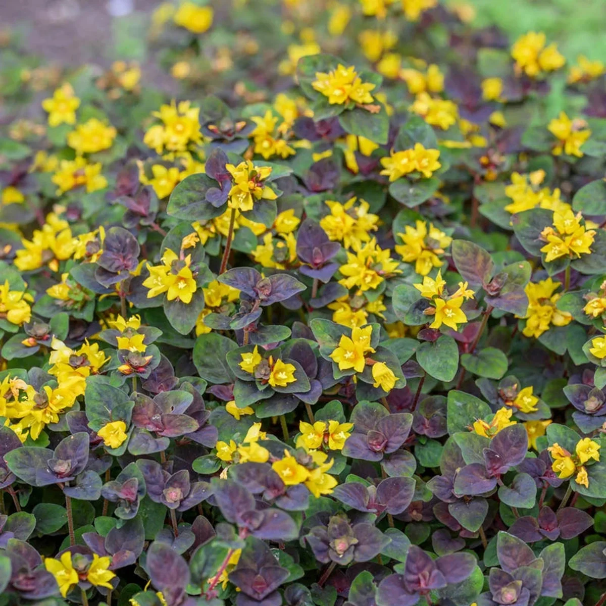 Lysimachia "Persian Chocolate" 