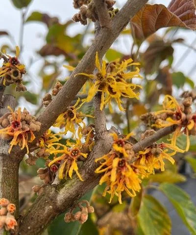 hamamelis winter champagne.jpg
