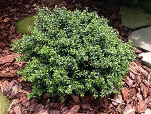 ilex crenata soft touch.jpg