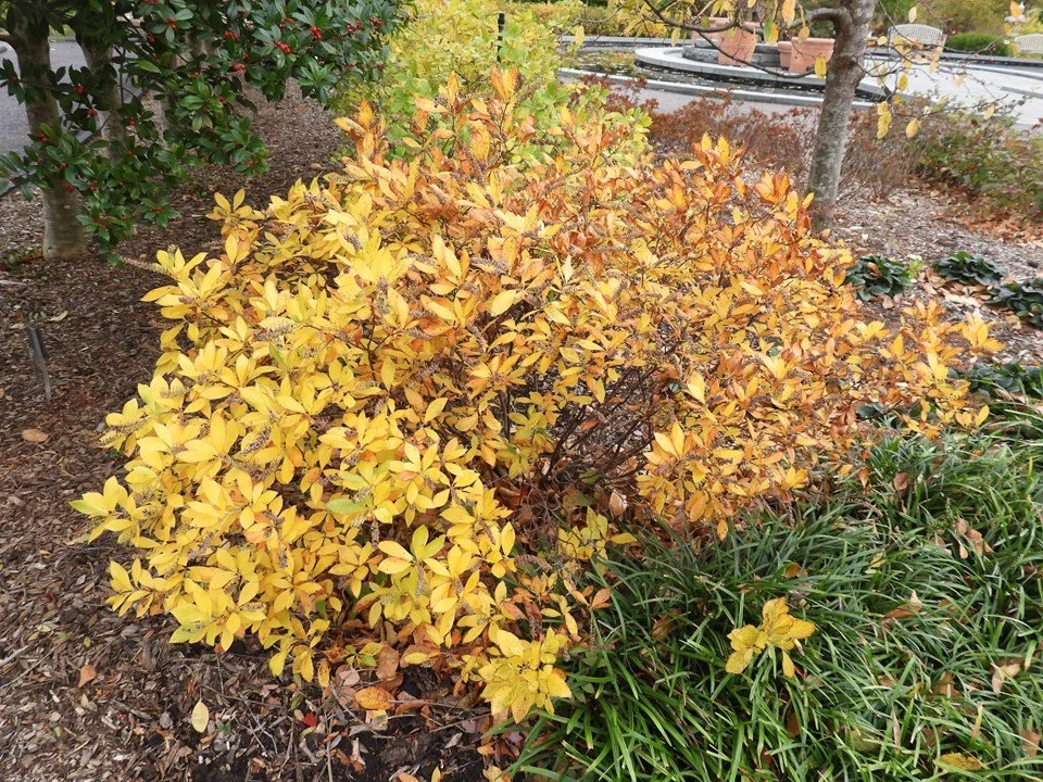 clethera sugartina.jpg fall.jpg