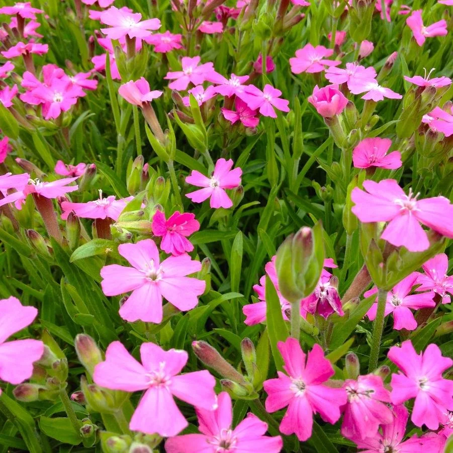 Fire Pink (Sticky Catchfly)