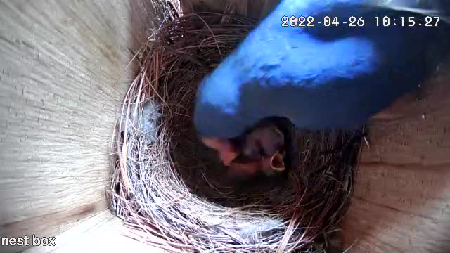 Now the chore of keeping the chicks feed begins.  The male joins in to help and continues to guard the nest.
