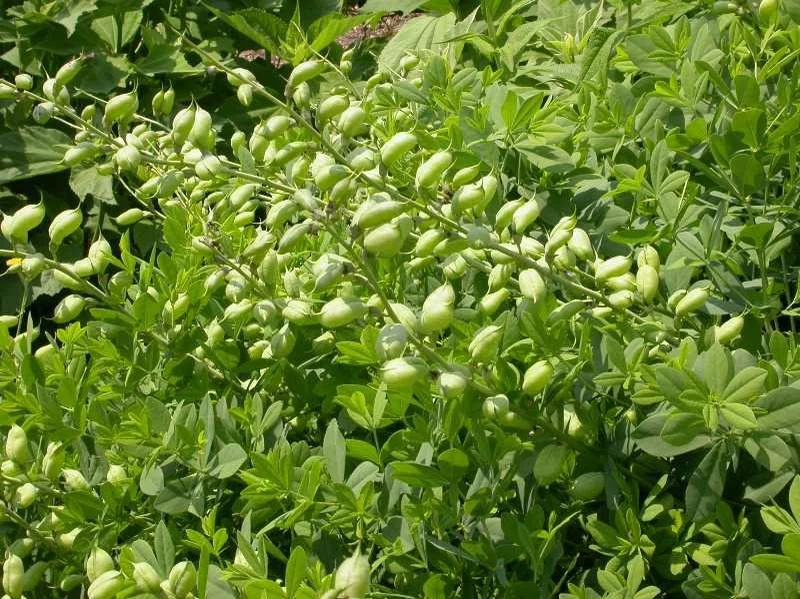 wild false indigo.jpg