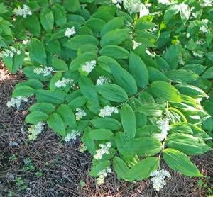 Maianthemum-racemosum.jpg