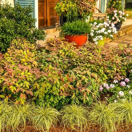 Nandina-Blush-Landscape-500.jpg