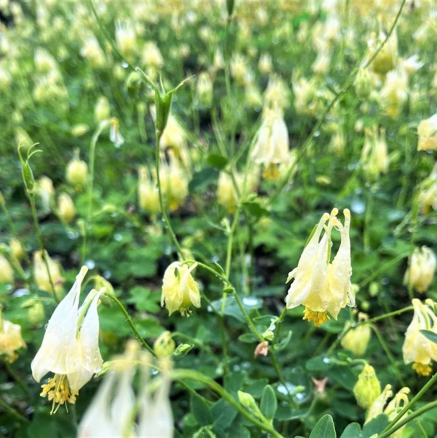 aquilegia can. corbett.jpg