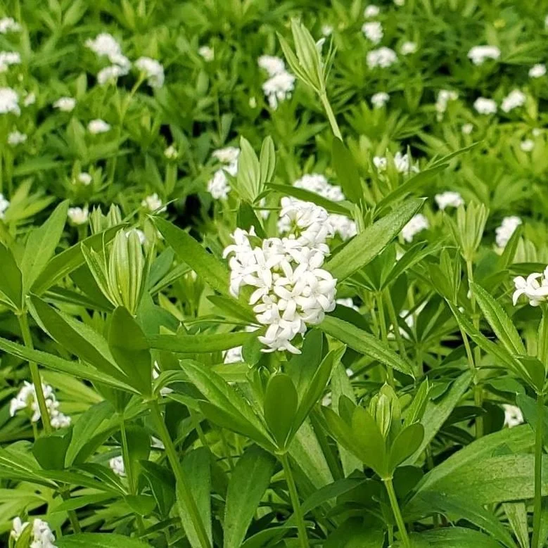 GALIUM-ODORATUM-Copy-e1604945974884.jpg