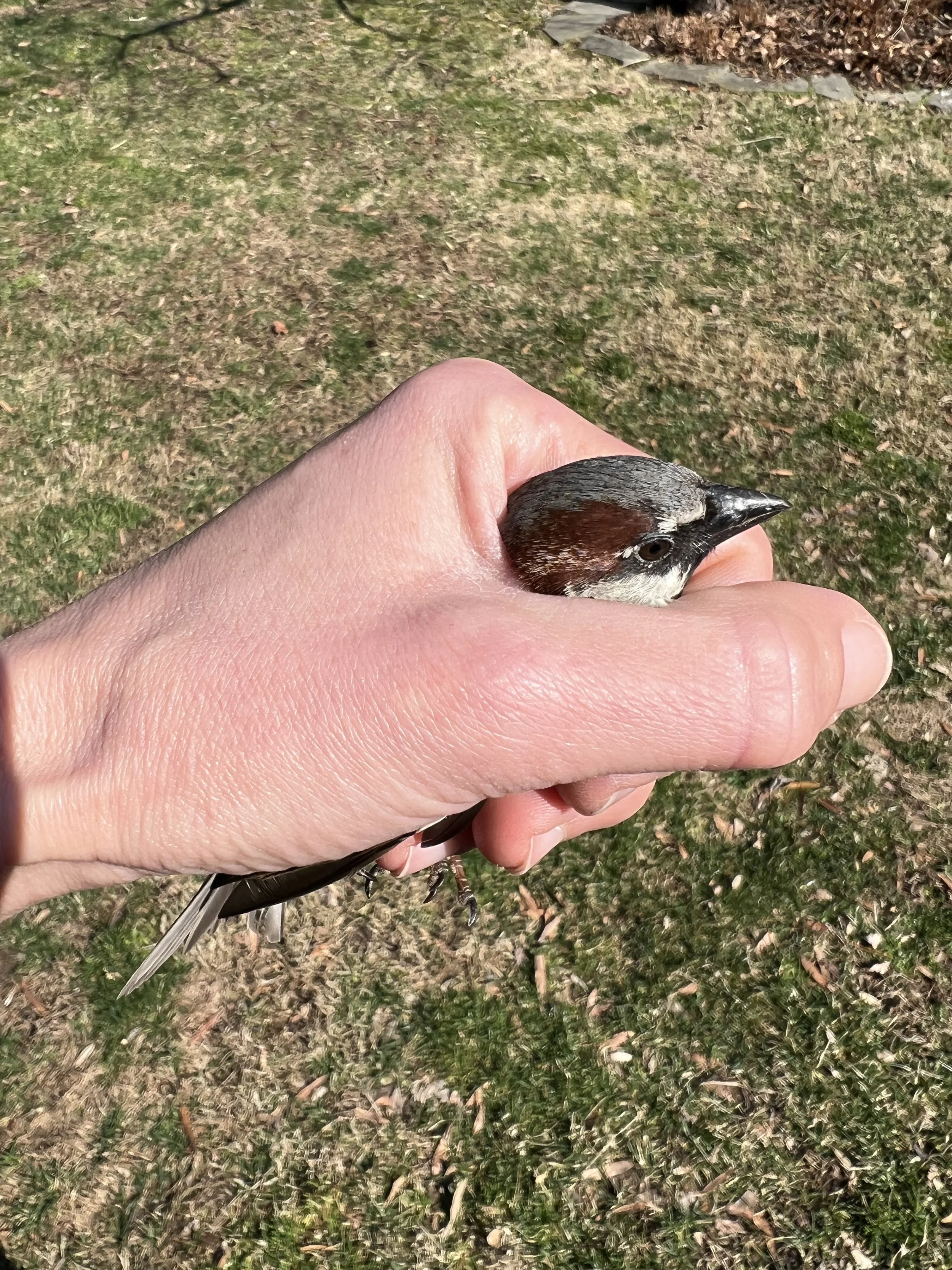 Invasive European House Sparrows are a real threat to bluebird nest boxes.  Keep a watch and promptly evict all envaders.  Success depends on scaring them enough that they don't return. 