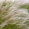 stipa-pony-tails-4-100x100.jpg