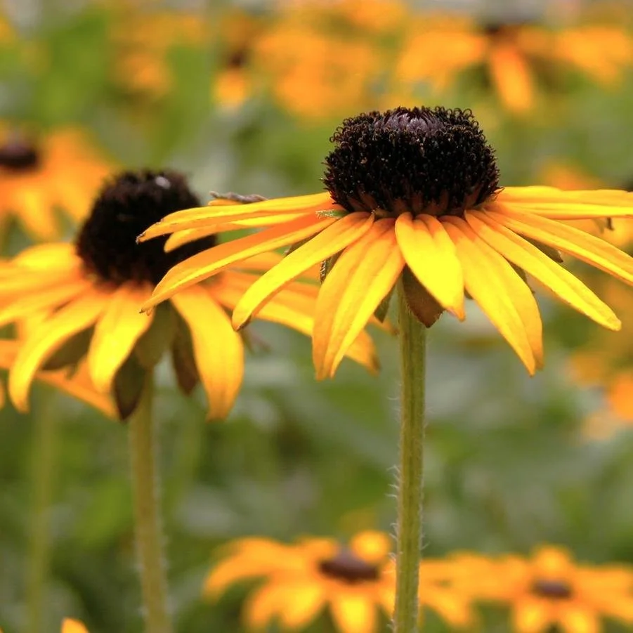 Rudbeckia deamii.jpg