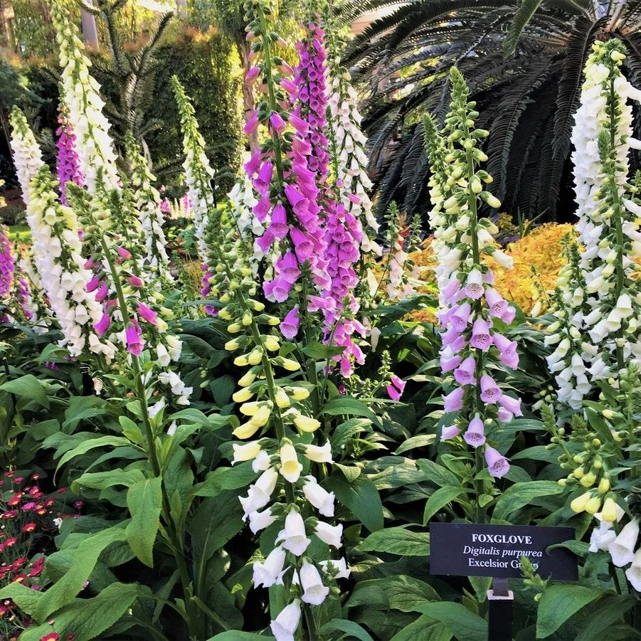 digitalis ex.jpg2.jpg