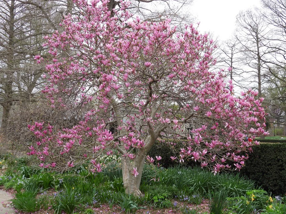 jane magnolia.jpg