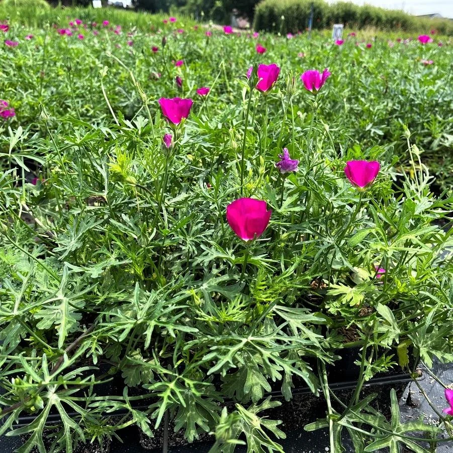 callirhoe involucrata.jpg2.jpg
