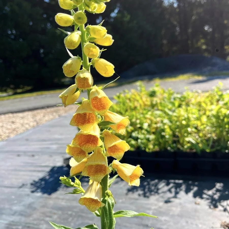 digitalis grandiflora.jpg
