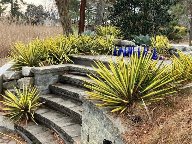 yucca colorgaurd.jpg
