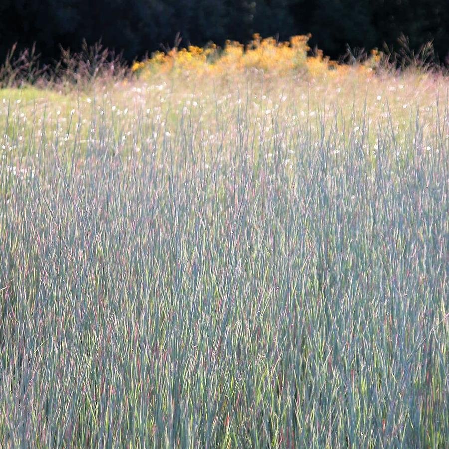 schizachyrium standing ovation.jpg