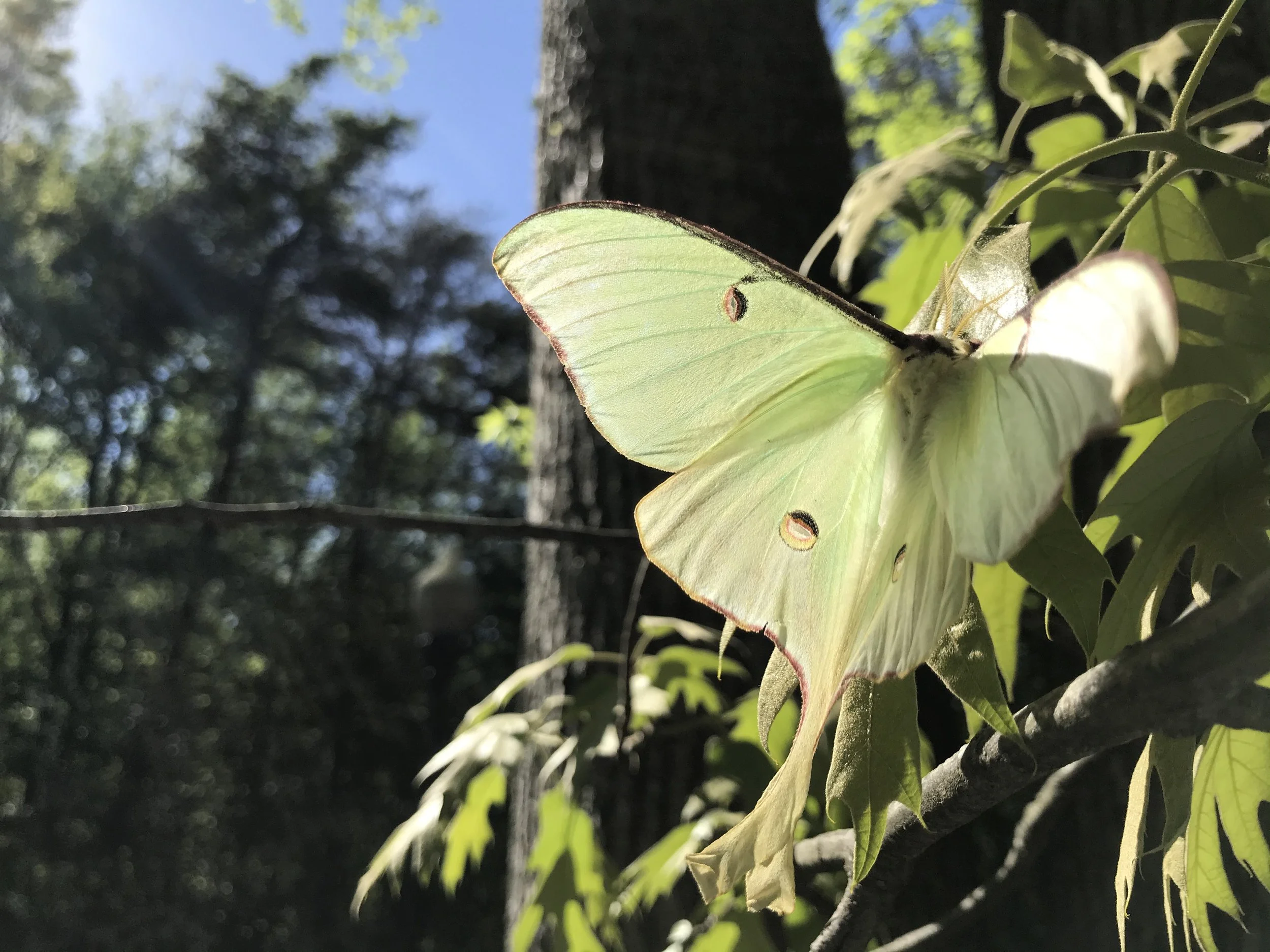 A native Luna Moth perched on an oak tree with sunlight filtering through the trees.