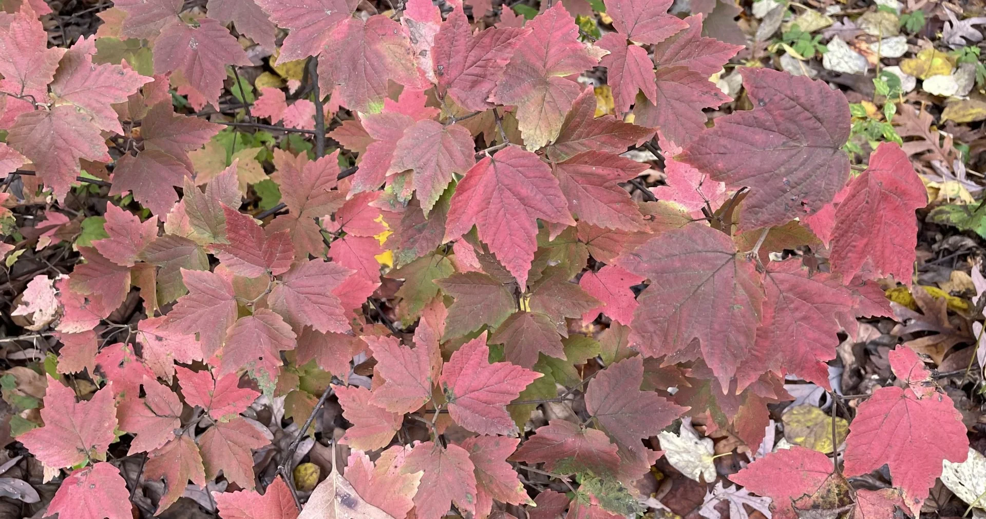 maple leafed viburnum.jpg