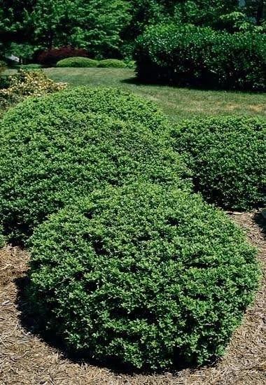 ilex crenata soft touch.jpg2.jpg