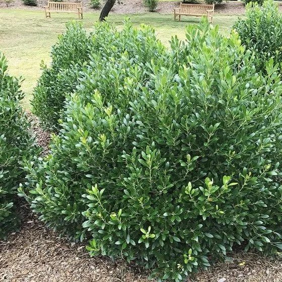 compact-inkberry-holly-Bennett.jpg