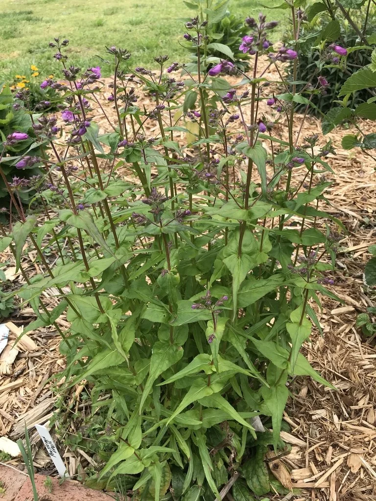 Penstemon_smallii_sp_dZTOflQAhGX0.jpeg