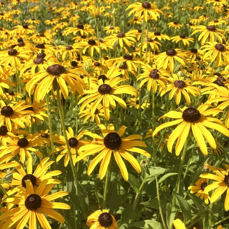 Rudbeckia deamii.jpg2.jpg
