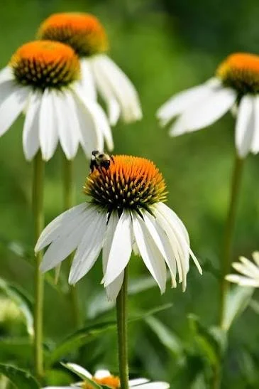 echinacea white showoff.jpg
