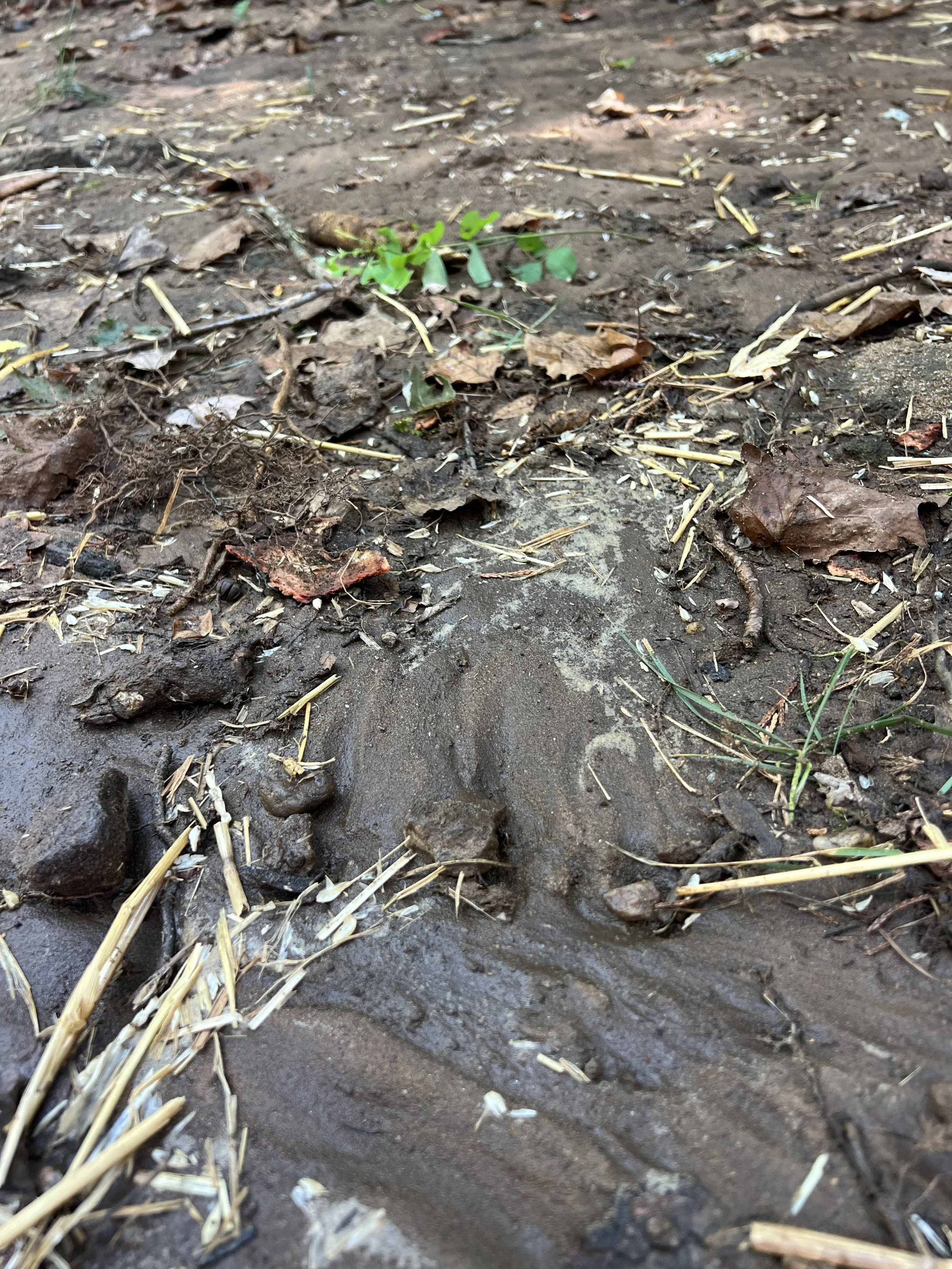 This is what happens to soil when water runoff from a roof isn't slowed down. 