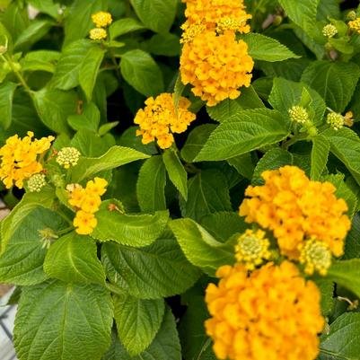 Lantana 'Gem Gold' - annual