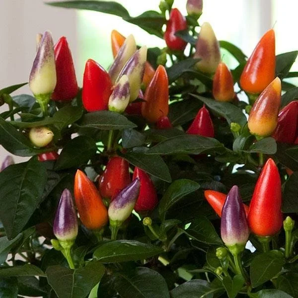 Capsicum annuum ;Acapulco Multicolor'.jpg
