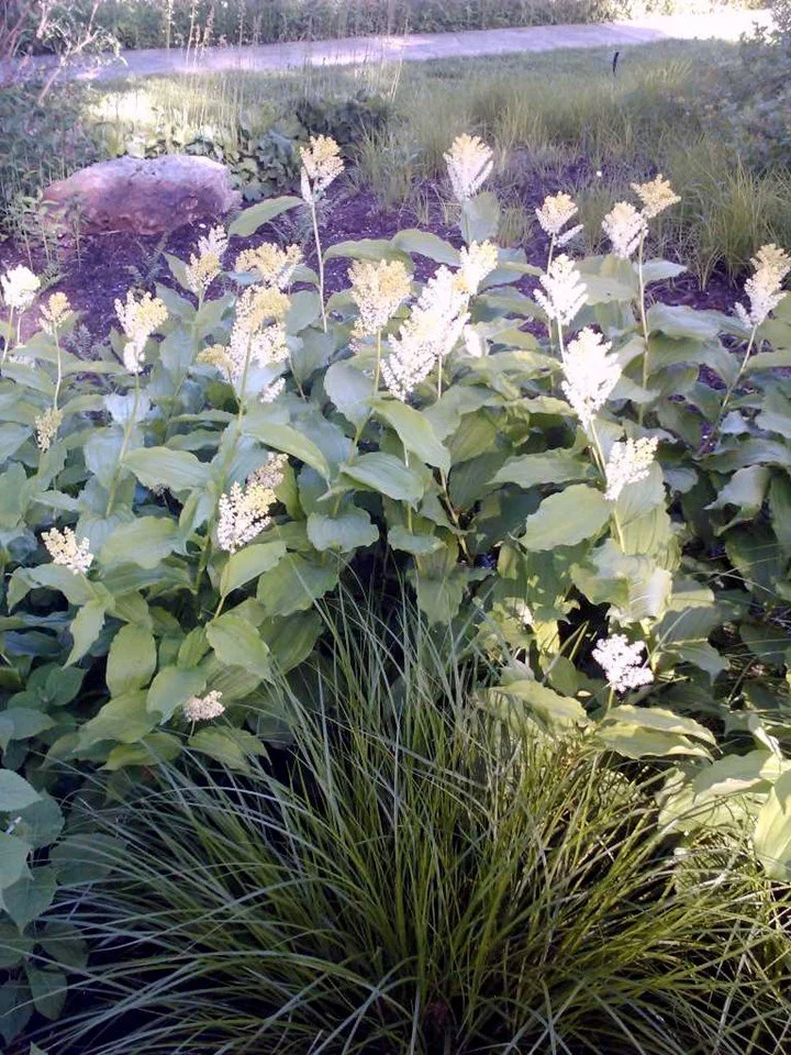 Maianthemum-racemosum.jpgspring.jpg