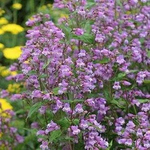 Penstemon-smallii--D_oj0CkvtPXImx.jpeg