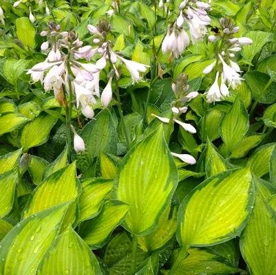 hosta halcyon.jpg