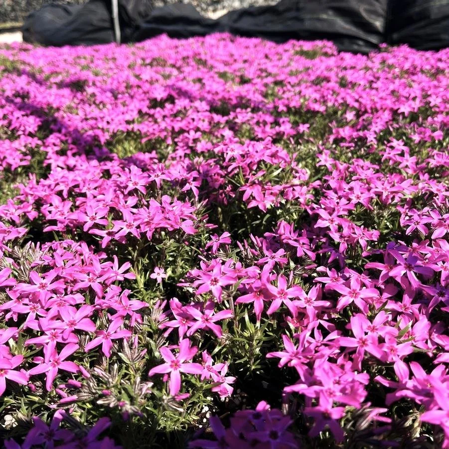 phlox subulata emerald pink.jpg