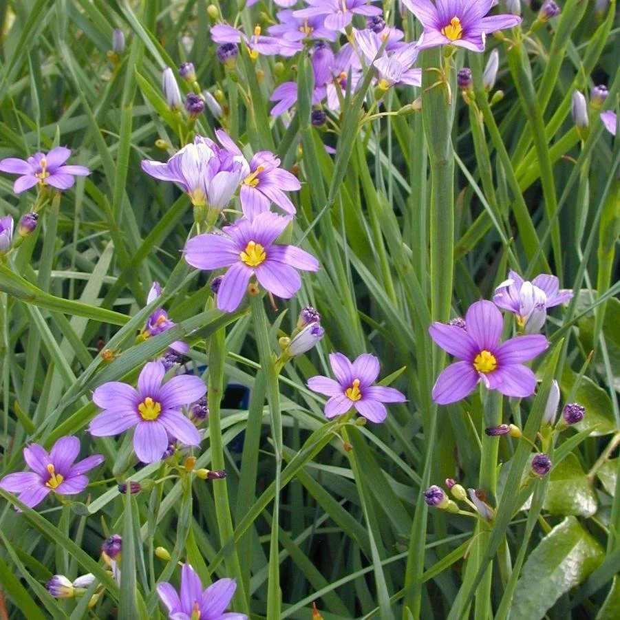 blue eyed grass. 2jpg.jpg