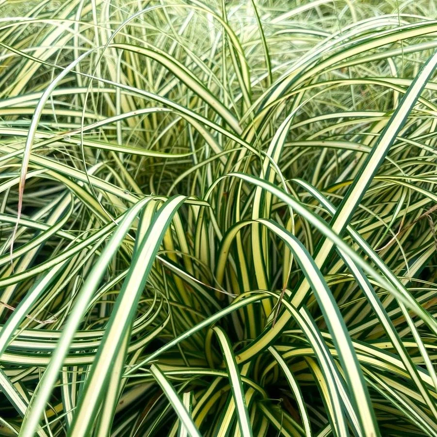 carex evergold.jpg