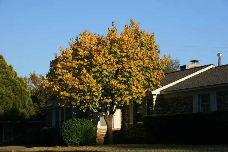 redbud foliage.jpg