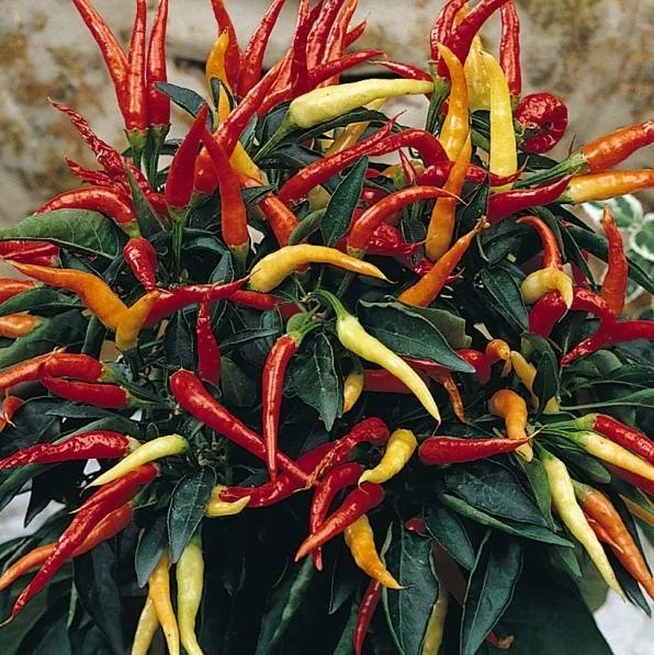 Capsicum annuum 'Medusa'.jpg