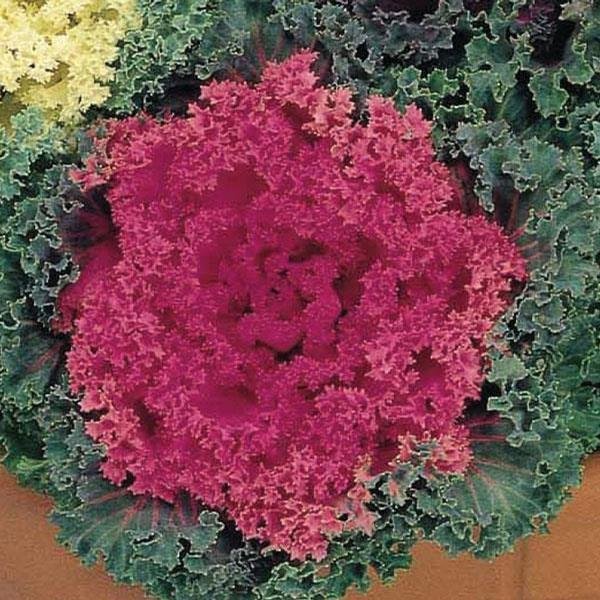 Kale Nagoya 'Rose'.jpg