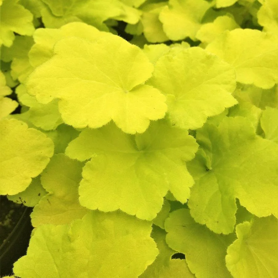 Heuchera vil Citronelle.jpg