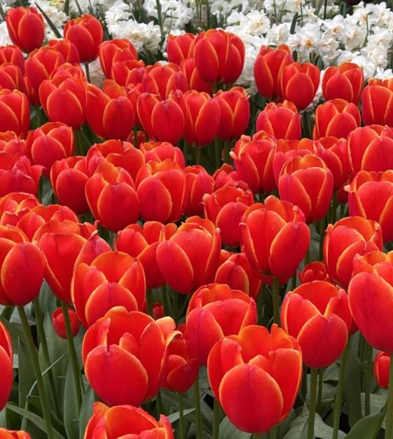 Tulip Worlds Favorite - 50 bulbs