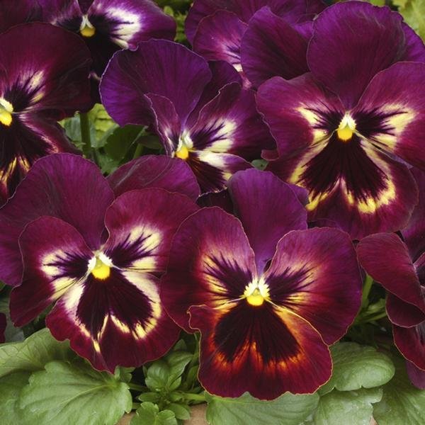 Pansy Matrix 'Sangria'.jpg