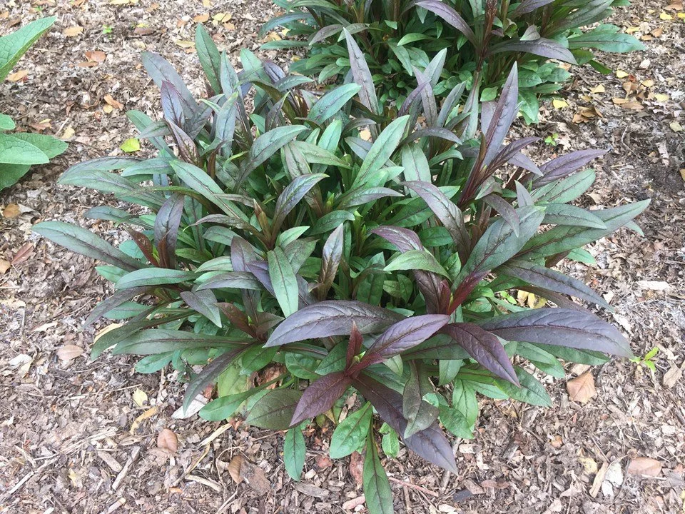 dark towers basil foliage.jpeg