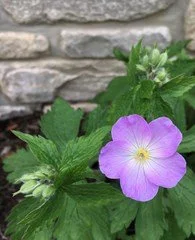 geranium maculatum.jpg