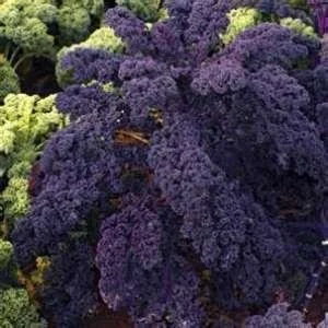 Kale 'Redbor'.jpg