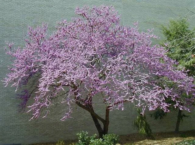redbud.jpg