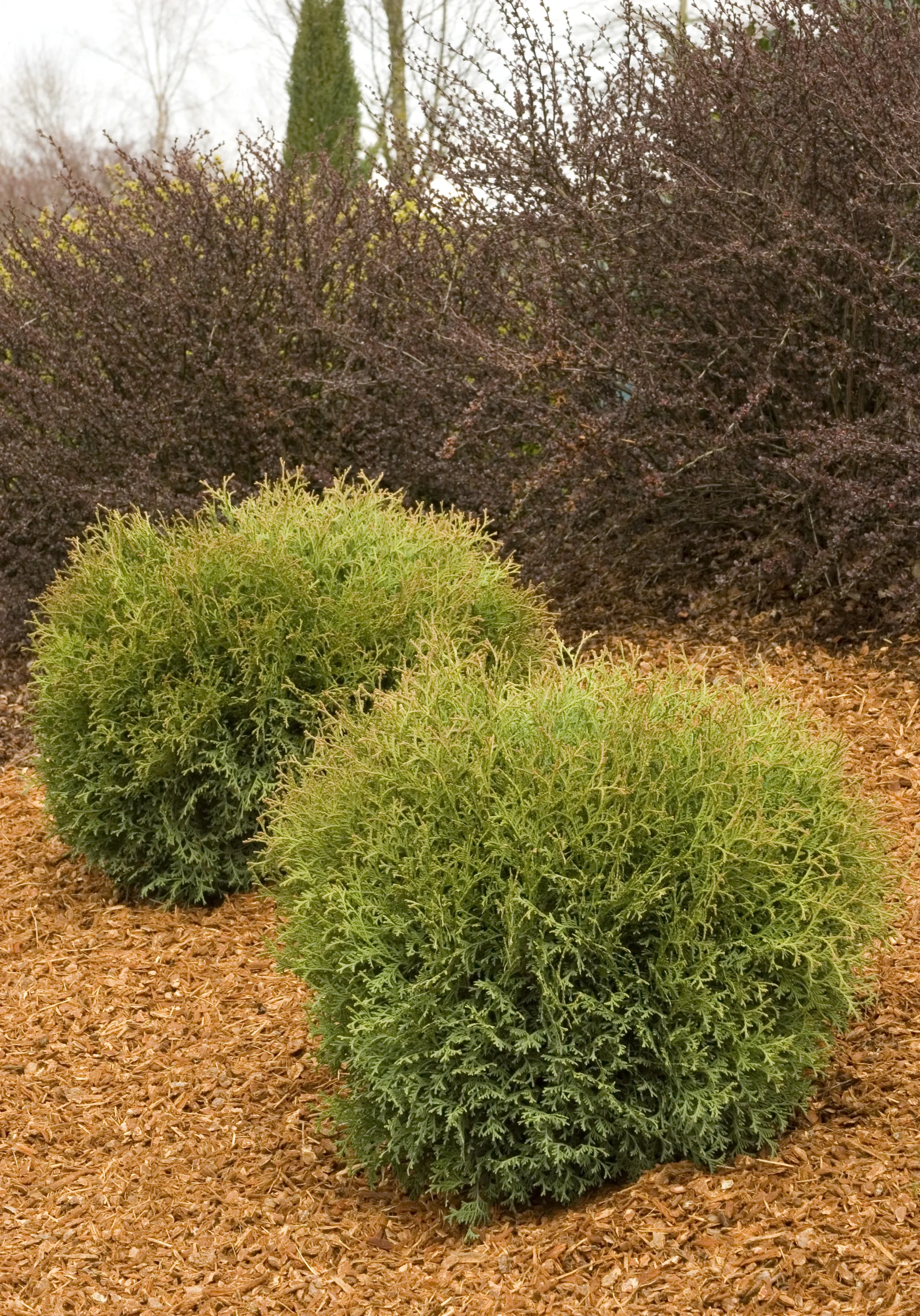 Hertz mini arborvitae.webp