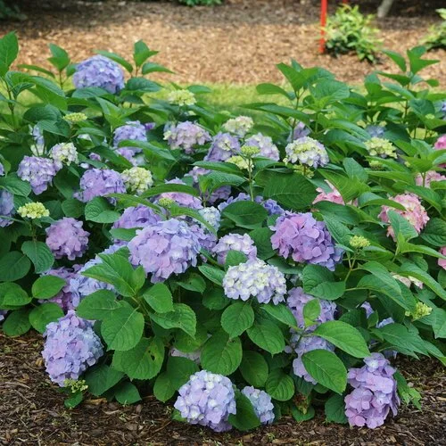 hydrangea lets dance sky view.jpg