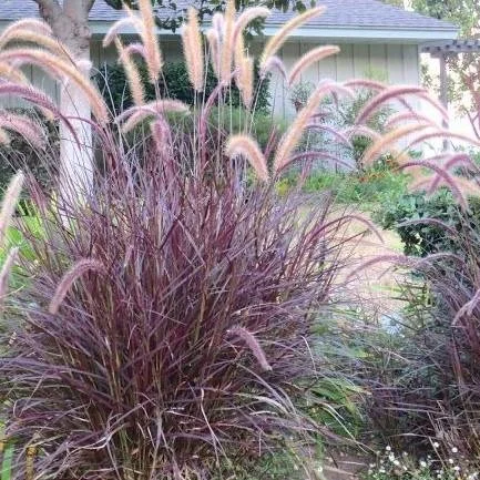 Pennisetum rubrum - annual, non-invasive