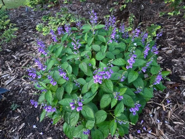 Scutellaria-Appalachian-Blues.jpg